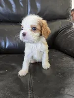 AKC Male, a male Cavalier King Charles Spaniel for sale in Casa Grande, AZ – 8 of 10