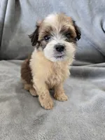 AKC Skye's Boy 1, TEXT 520-254-7407 , a male Havanese for sale in Casa Grande, AZ – 5 of 10