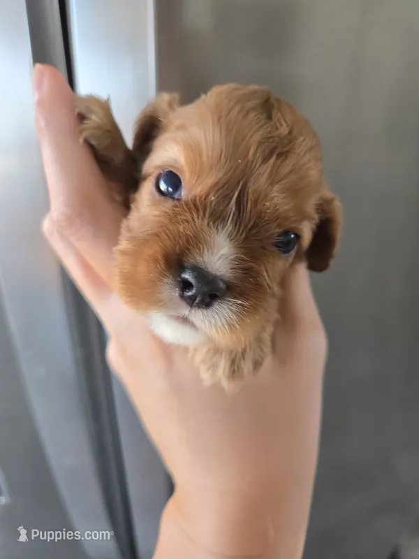 AKC Male, Text 520-254-7407  – Cavalier King Charles Spaniel puppy for sale in Casa Grande, AZ