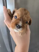 AKC Male, Text 520-254-7407 , a male Cavalier King Charles Spaniel for sale in Casa Grande, AZ – 1 of 10