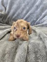 AKC Liver Male, TEXT 520-254-7407, a male Dachshund for sale in Casa Grande, AZ – 8 of 10