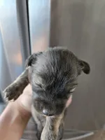 AKC Female, a female Dachshund for sale in Casa Grande, AZ – 6 of 9