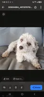 AKC Black & White Female, TEXT 520-254-7407, a female Havanese for sale in Casa Grande, AZ – 10 of 10