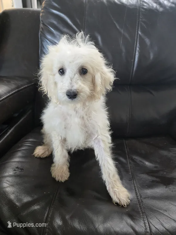 AKC Female - TEXT 520-254-7407  – Poodle - Miniature  puppy for sale in Casa Grande, AZ