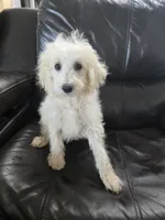 AKC Female - TEXT 520-254-7407 , a female Poodle - Miniature  for sale in Casa Grande, AZ – 1 of 10