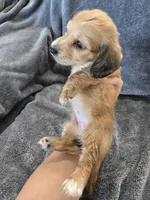AKC Angel's Shaded Cream Girl, a female Dachshund for sale in Casa Grande, AZ – Photo 7 of 8