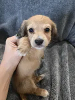 AKC Angel's Shaded Cream Girl, a female Dachshund for sale in Casa Grande, AZ – Photo 8 of 8