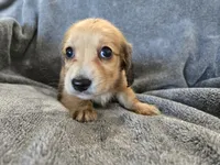 AKC Angel's Shaded Cream Girl, a female Dachshund for sale in Casa Grande, AZ – Photo 3 of 8