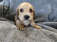 AKC Angel's Shaded Cream Girl, a female Dachshund for sale in Casa Grande, AZ – Photo 1 of 8