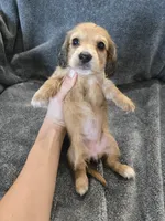 AKC Angel's Shaded Cream Girl, a female Dachshund for sale in Casa Grande, AZ – Photo 6 of 8