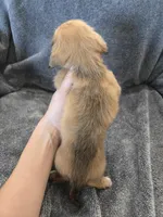 AKC Angel's Shaded Cream Girl, a female Dachshund for sale in Casa Grande, AZ – Photo 5 of 8