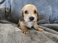 AKC Angel's Shaded Cream Girl, a female Dachshund for sale in Casa Grande, AZ – Photo 2 of 8