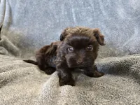 AKC Ava's Chocolate Girl, a female Havanese for sale in Casa Grande, AZ – Photo 5 of 10