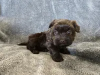 AKC Ava's Chocolate Girl, a female Havanese for sale in Casa Grande, AZ – Photo 4 of 10