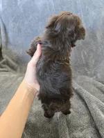 AKC Ava's Chocolate Girl, a female Havanese for sale in Casa Grande, AZ – Photo 8 of 10