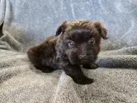 AKC Ava's Chocolate Girl, a female Havanese for sale in Casa Grande, AZ – Photo 6 of 10