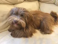 AKC Ava's Chocolate Girl, a female Havanese for sale in Casa Grande, AZ – Photo 9 of 10