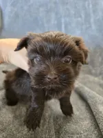 AKC Ava's Chocolate Girl, a female Havanese for sale in Casa Grande, AZ – Photo 7 of 10