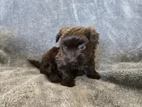 AKC Ava's Chocolate Girl, a female Havanese for sale in Casa Grande, AZ – Photo 3 of 10