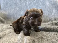 AKC Ava's Chocolate Girl, a female Havanese for sale in Casa Grande, AZ – Photo 2 of 10