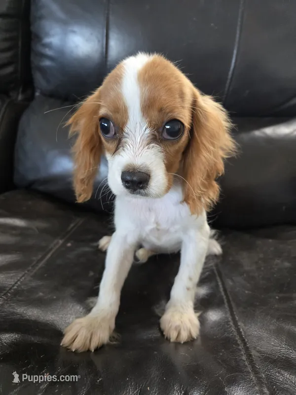 AKC Male, TEXT 520-254-7407 – Cavalier King Charles Spaniel puppy for sale in Casa Grande, AZ