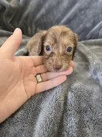 AKC Liver Male, TEXT 520-254-7407, a male Dachshund for sale in Casa Grande, AZ – 4 of 10