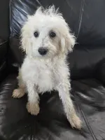 AKC Female - TEXT 520-254-7407 , a female Poodle - Miniature  for sale in Casa Grande, AZ – 5 of 10