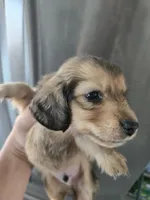 AKC Angel's Sable Male, TEXT 520-254-7407, a male Dachshund for sale in Casa Grande, AZ – 4 of 9