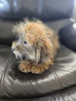 Daisy's Boy, TEXT 520-254-7407, a male Havanese for sale in Casa Grande, AZ – 6 of 10
