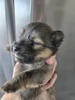 AKC Parents - Yorkie/Pomeranian Mix - TEXT 520-254-7407 , a female Pomeranian and Yorkshire Terrier for sale in Casa Grande, AZ – 5 of 9