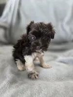 AKC Ava's Girl, TEXT 520-254-7407 , a female Havanese for sale in Casa Grande, AZ – 3 of 10