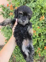 Lily's Havapoo Girl, a female Poodle - Miniature  for sale in Casa Grande, AZ – Photo 2 of 9