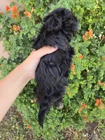 Lily's Havapoo Girl, a female Poodle - Miniature  for sale in Casa Grande, AZ – Photo 7 of 9