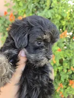 Lily's Havapoo Girl, a female Poodle - Miniature  for sale in Casa Grande, AZ – Photo 8 of 9