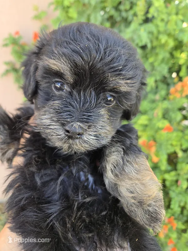 Lily's Havapoo Girl – Poodle - Miniature  puppy for sale in Casa Grande, AZ