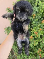 Lily's Havapoo Girl, a female Poodle - Miniature  for sale in Casa Grande, AZ – Photo 6 of 9