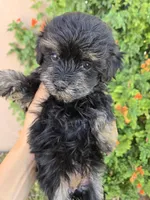Lily's Havapoo Girl, a female Poodle - Miniature  for sale in Casa Grande, AZ – Photo 3 of 9