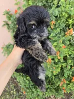 Lily's Havapoo Girl, a female Poodle - Miniature  for sale in Casa Grande, AZ – Photo 5 of 9