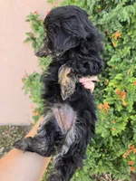 Lily's Havapoo Girl, a female Poodle - Miniature  for sale in Casa Grande, AZ – Photo 9 of 9