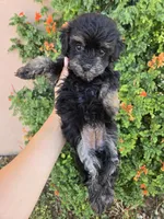Lily's Havapoo Girl, a female Poodle - Miniature  for sale in Casa Grande, AZ – Photo 4 of 9