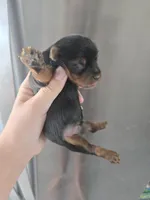 AKC Male - TEXT 520-254-7407 , a male Yorkshire Terrier for sale in Casa Grande, AZ – 7 of 10
