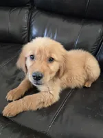 AKC Chloe's Girl - Text 520-254-7407 , a male Golden Retriever for sale in Casa Grande, AZ – 8 of 8