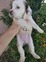 AKC Bonnie's Brown/White Girl, a female Cocker Spaniel for sale in Casa Grande, AZ – Photo 3 of 8