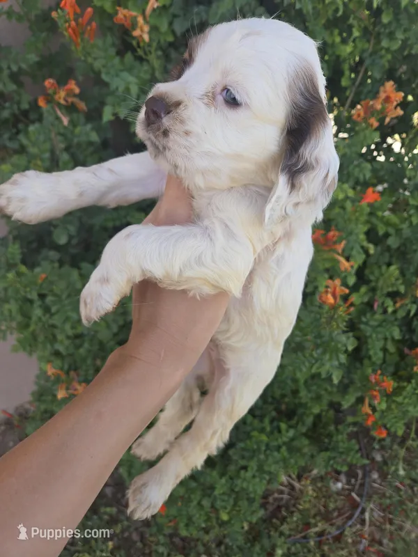 AKC Bonnie's Brown/White Girl – Cocker Spaniel puppy for sale in Casa Grande, AZ