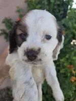 AKC Bonnie's Brown/White Girl, a female Cocker Spaniel for sale in Casa Grande, AZ – Photo 4 of 8