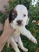 AKC Bonnie's Brown/White Girl, a female Cocker Spaniel for sale in Casa Grande, AZ – Photo 2 of 8