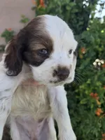 AKC Bonnie's Brown/White Girl, a female Cocker Spaniel for sale in Casa Grande, AZ – Photo 8 of 8