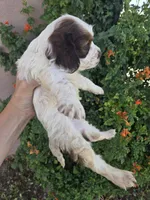 AKC Bonnie's Brown/White Girl, a female Cocker Spaniel for sale in Casa Grande, AZ – Photo 6 of 8