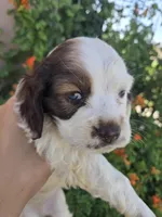 AKC Bonnie's Brown/White Girl, a female Cocker Spaniel for sale in Casa Grande, AZ – Photo 7 of 8