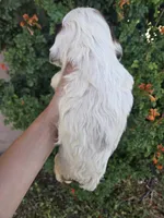 AKC Bonnie's Brown/White Girl, a female Cocker Spaniel for sale in Casa Grande, AZ – Photo 5 of 8